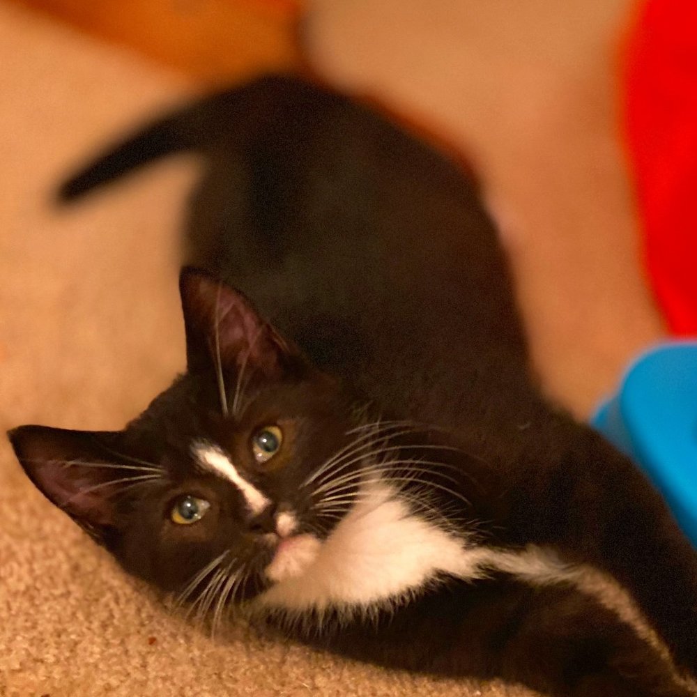 Meet your Posher, Rebecca